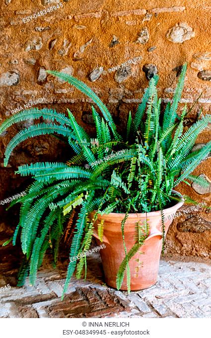 Potted green plant - Old World Forkedfern (Dicranopteris linearis) in a small Spanish courtyard