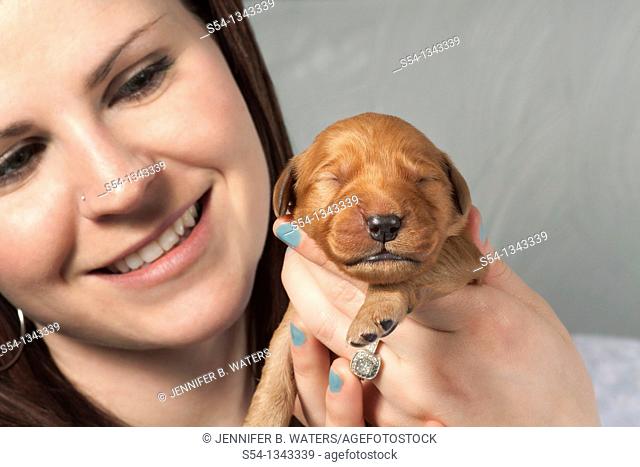 A woman holding a sleeping one-week-old Golden Retriever puppy