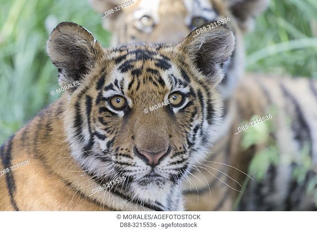 South Africa, Private reserve, Asian (Bengal) Tiger (Panthera tigris tigris), young 6 months old, resting