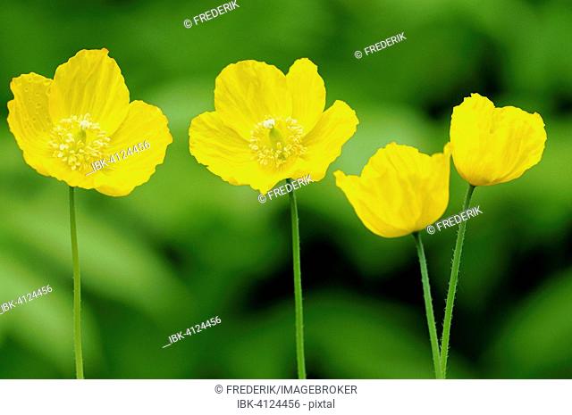 Yellow Iceland Poppy (Papaver nudicaule), North Rhine-Westphalia, Germany