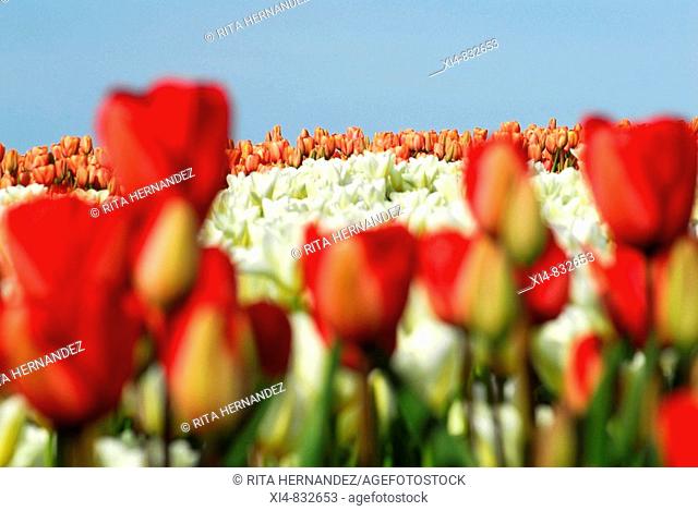 Close-up and general view or Tulip's fields up-hill