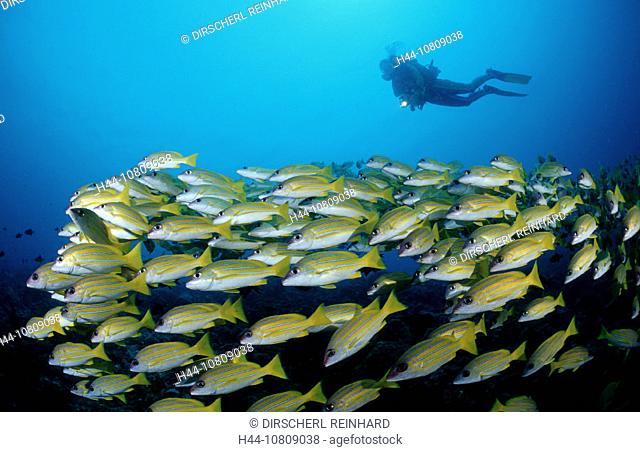 action, Ari atoll, big, diver, diving, giant, holiday, holidays, Indian ocean, live, Lutjanus quinquelineatus, Maldi