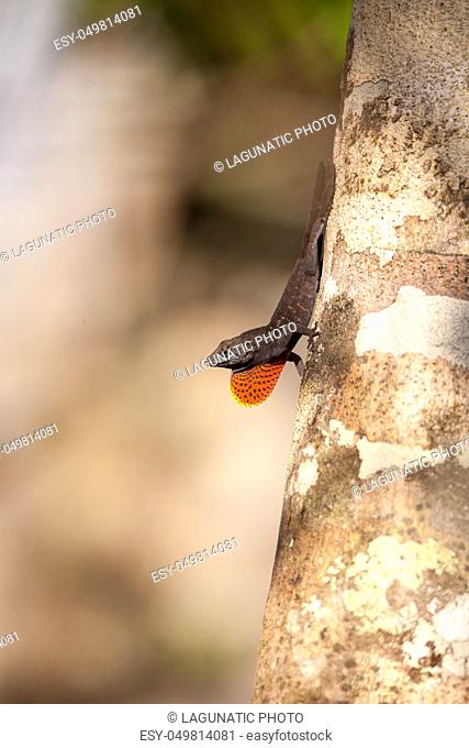 Black Brown anole lizard Anolis sagrei climbs on a tree and alternates between displaying a red dewlap and doing push ups in the Corkscrew Swamp Sanctuary of...