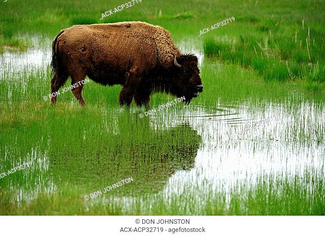 American bison Bison bison Feeding in wetland. Yellowstone National Park, Wyoming, United States of America