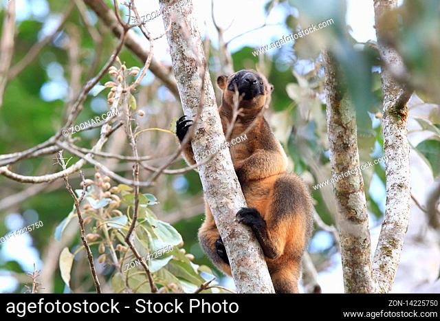 A Lumholtz's tree-kangaroo (Dendrolagus lumholtzi) rests high in a tree in a dry forest Queensland
