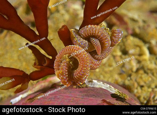 Annelida. Bristle worm. Polychaeta (Lumbrineris sp. ). Eastern Atlantic. Galicia. Spain. Europe