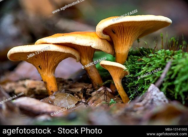 Forest mushrooms, autumn