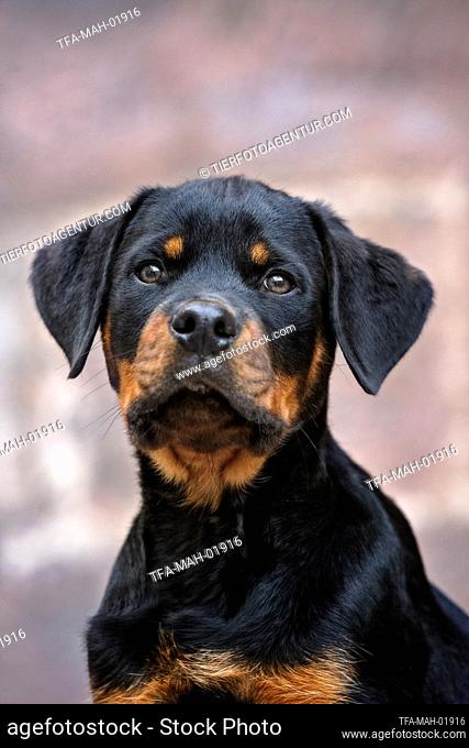 Rottweiler Puppy portrait