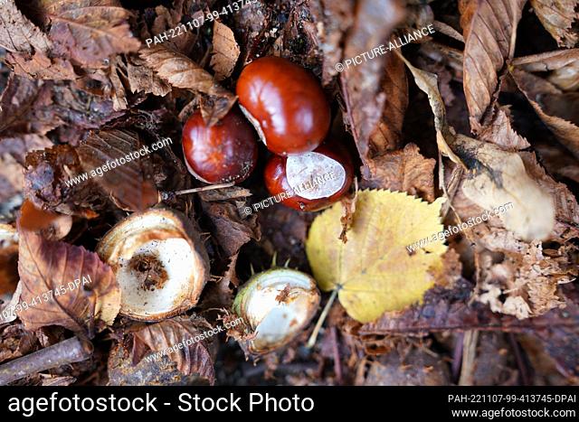 PRODUCTION - 19 September 2022, Hamburg: Chestnuts lie between leaves on a courtyard driveway. In Hamburg, many chestnuts have been felled in recent years due...