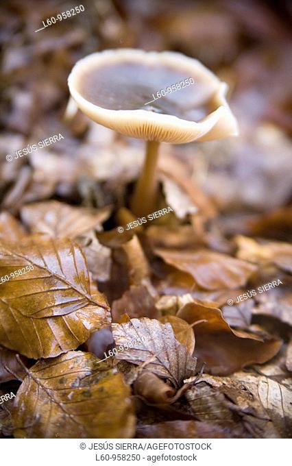 Mushroom in Irati beechwood  Navarra, Spain