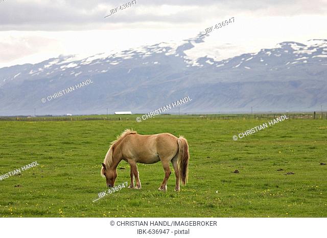 Icelandic horse with the Eyafjallajoekull in the background, Iceland, Atlantic Ocean