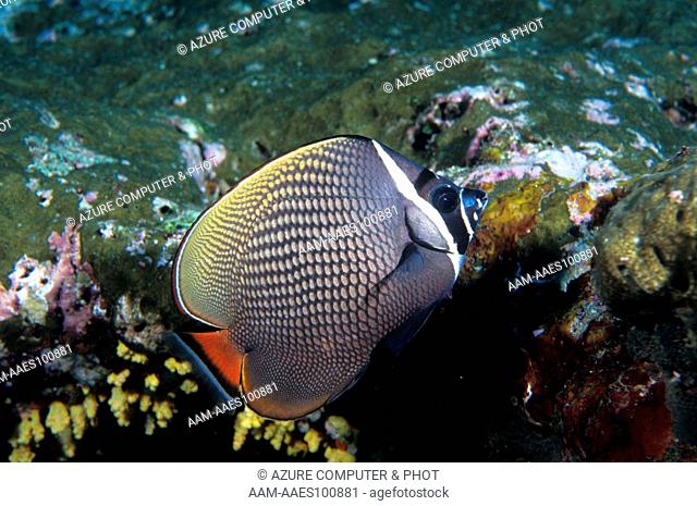 Collare Butterflyfish (Chaetodon collare) Thailand