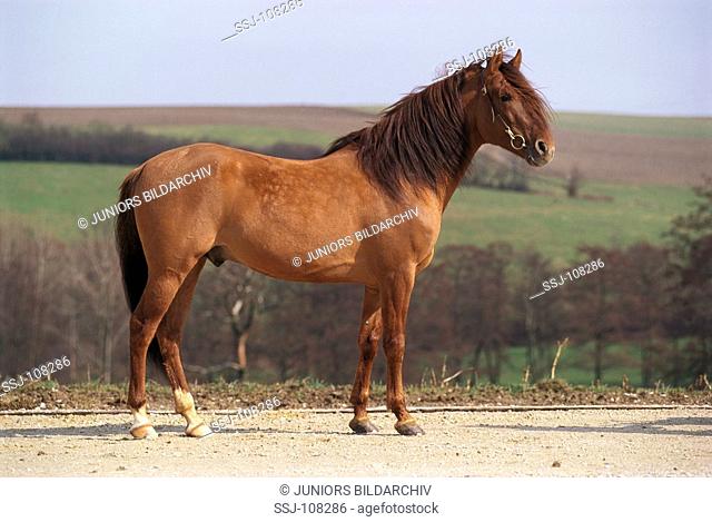 animal, horse, Paso-Fino