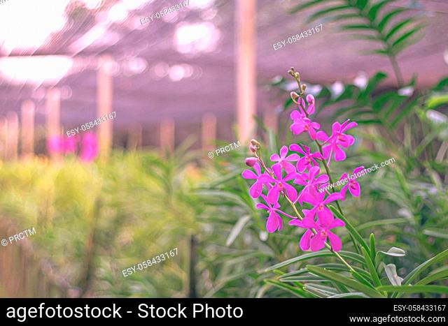 Selective focus pink flower bouquet on stem dendrobium. Pink orchids in farm Thailand beauty nature bright background