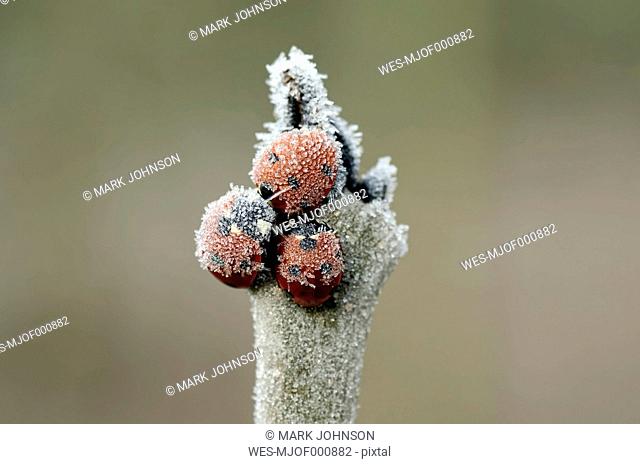 Three seven-spotted ladybirds, Coccinella septempunctata, on a twig covered with frost
