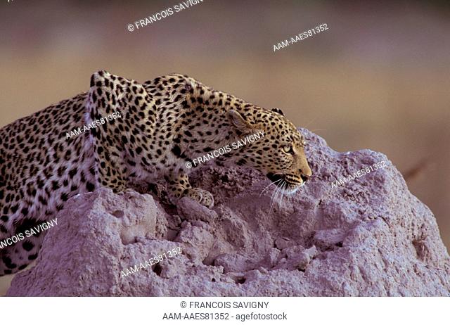 Leopard stalking nearby prey behind a termite mound Moremi National Park - BOTSWANA