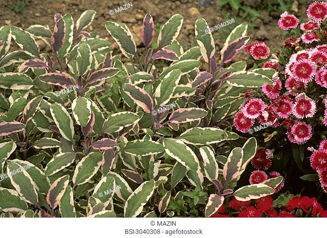Common sage, variety Tricolor Salvia officinalis 'Tricolor' : tricolor variegated leaf