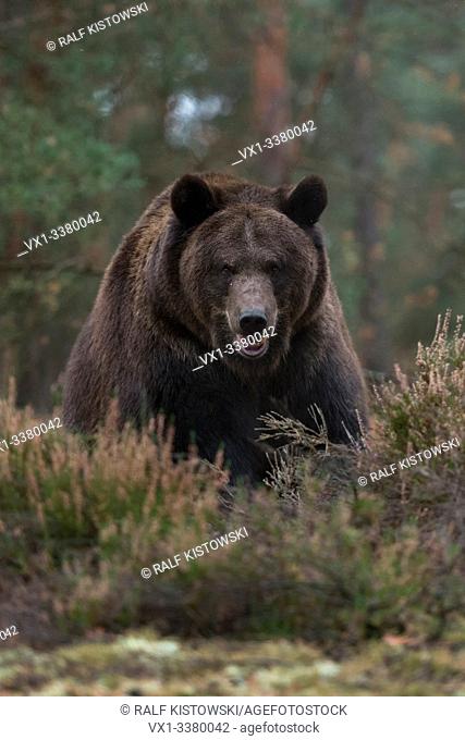 European Brown Bear / Braunbaer ( Ursus arctos ), strong and powerful adult, standing at the edge of a boreal forest, at a clearing, looks suspicious, Europe