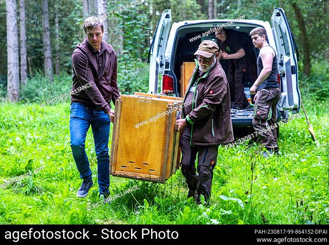 17 de agosto de 2023, Mecklenburg-Western Pomerania, Güstrow: Los empleados llevan caja de transporte con dos nuevos linces en el recinto exterior del Parque de...