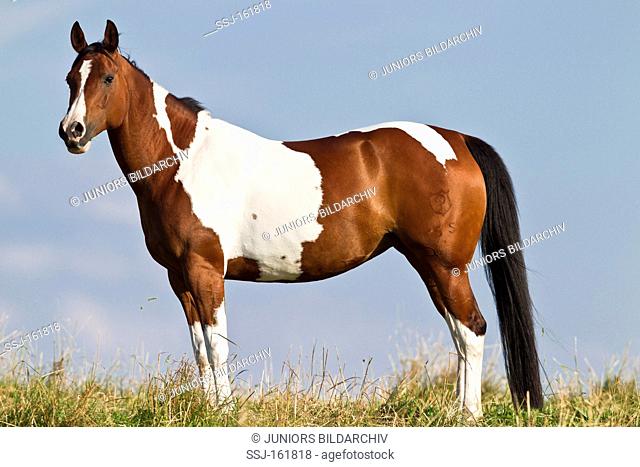 Quarab horse - standing on meadow