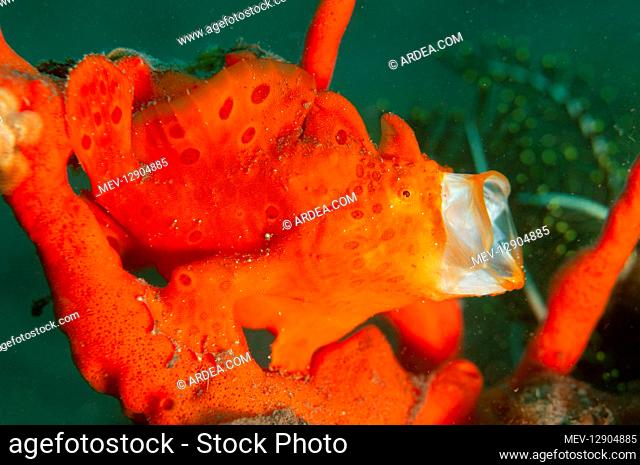 Orange Painted Frogfish - yawning - Batu Niti dive site, Seraya, near Tulamben, east Bali, Indonesia