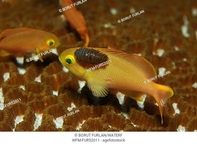 Anthias infested by Isopod, Pseudanthias, Nerocila, Alor, Lesser Sunda Islands, Indo-Pacific, Indonesia