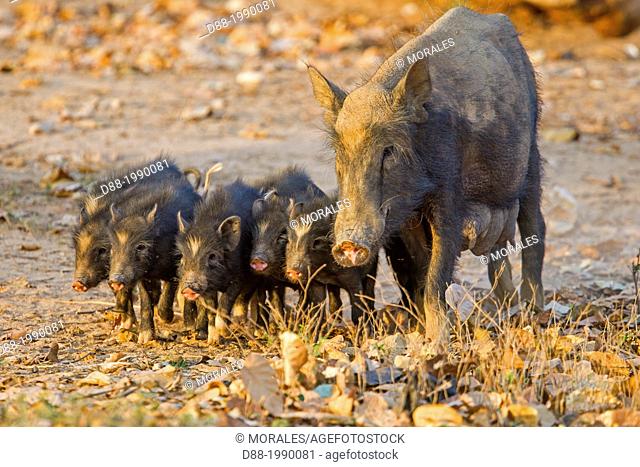 India , Madhya Pradesh , Tala village , Bandhavgarh National Park , pigs in the village , mother and baby