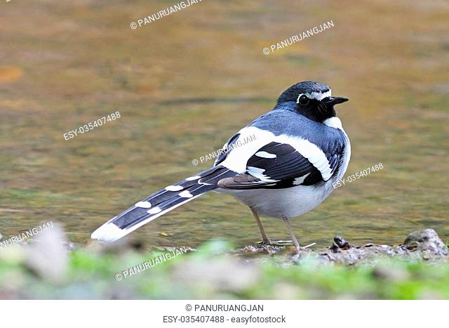 Beautiful Slaty-backed Forktail (Enicurus schistaceus)