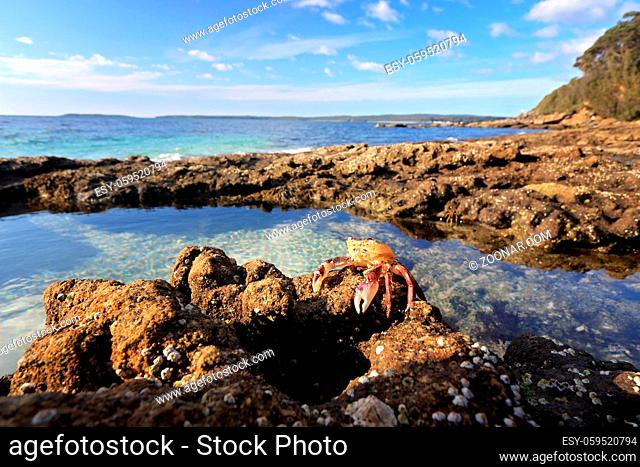 A sparkling bath of beauty with shell encrusted walls is the sea rockpool and what lies within a small enchanted world of crabs and fish and other crustaceans...