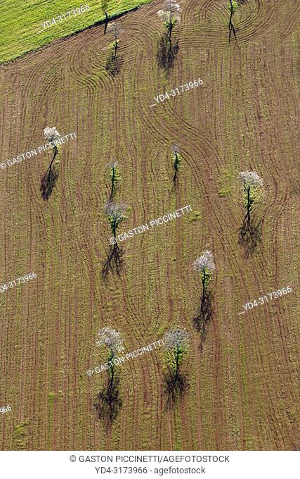 Aerial view of almond trees in bloom in the field, Mallorca lands, Balearic Island, Spain