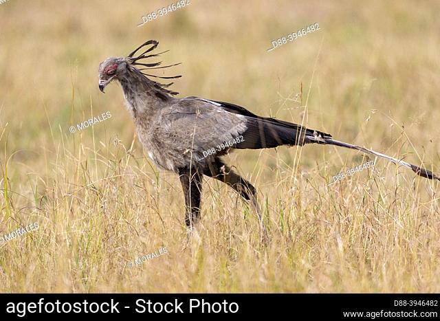 Africa, East Africa, Kenya, Masai Mara National Reserve, National Park, Secretary bird (Sagittarius serpentarius), , moves in the savannah