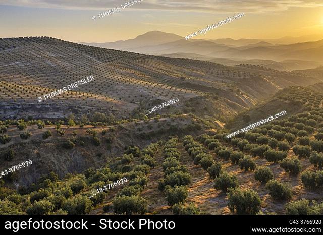 Cultivated olive trees (Olea europaea) at sunrise. Aerial view. Drone shot. Córdoba province, Andalusia, Spain