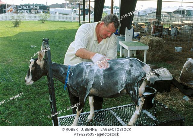 Washing goat before judging. Delaware State Fair. Delaware. USA