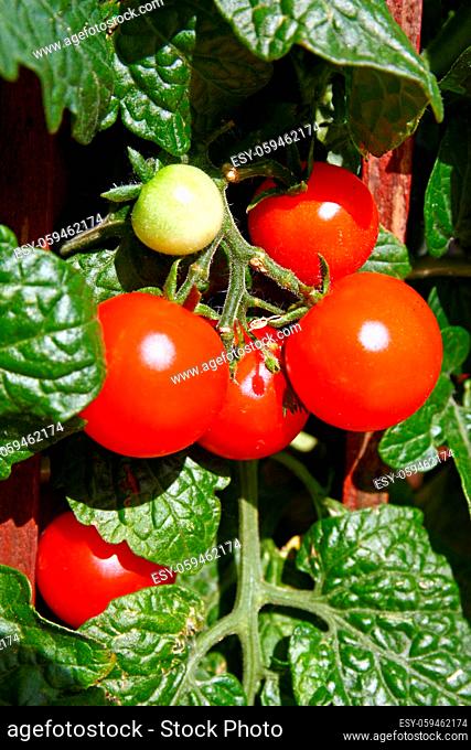 Fresh cherry tomatoes on a plant grown in a pot, close-up