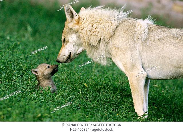 Adult Wolf (Canis lupus) with cub