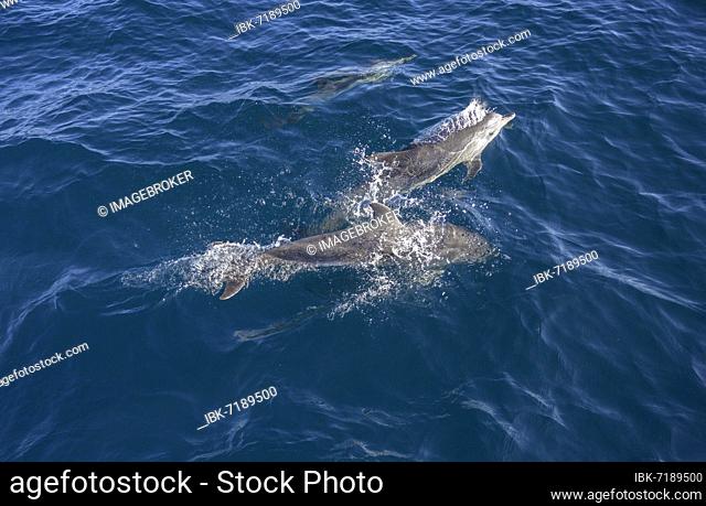 Spotted dolphins (Stenella), Valle Gran Rey, La Gomera, Spain, Europe