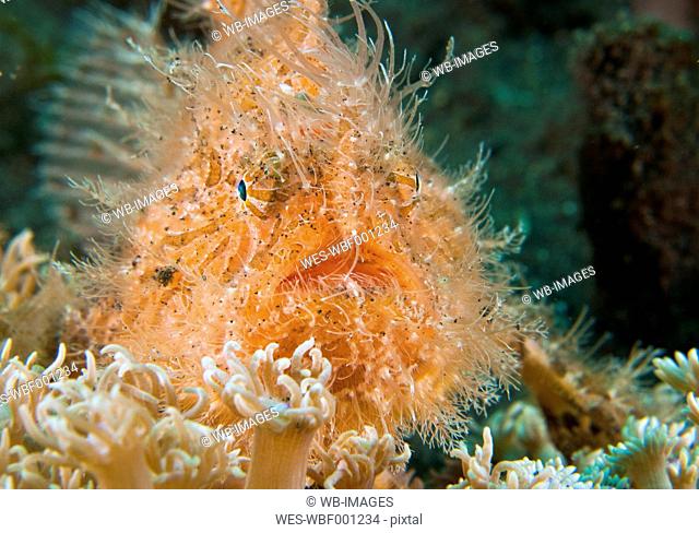 Indonesia, Hairy Frogfish