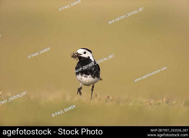Pied Wagtail (Motacilla alba yarrellii) breeding plumage adult male walking on grass with beakful of insects for chicks, Suffolk, England, May