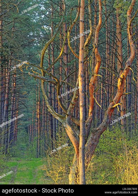 Poland. Spring in a pine wood