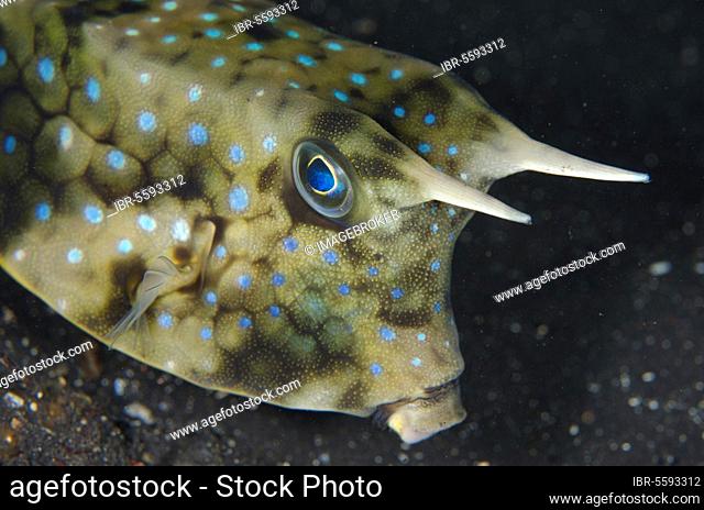 Long-horned Cowfish (Lactoria cornuta) adult, close-up of head, Lembeh Straits, Sulawesi, Sunda Islands, Indonesia, Asia