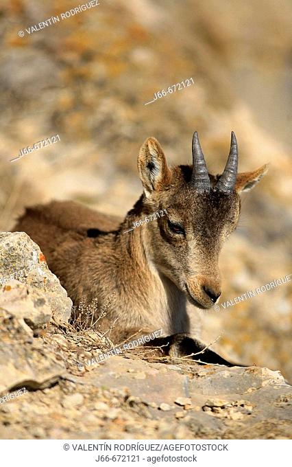 Spanish Ibex (Capra pyrenaica), Ares del Maestrat. Spain