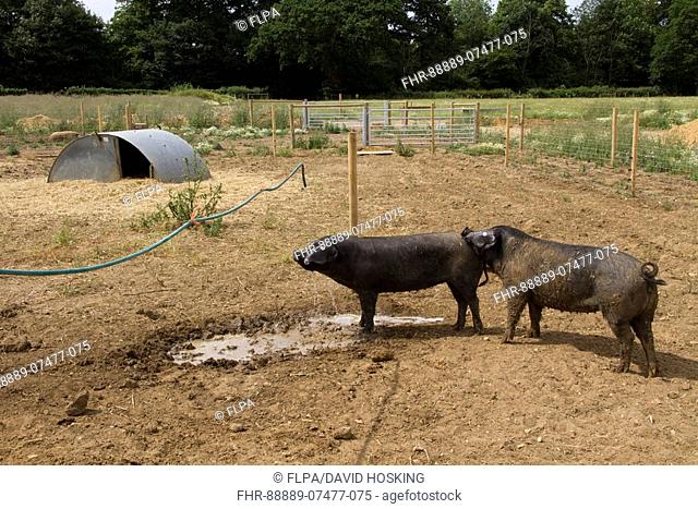 Large Black pigs drinking from hose pipe