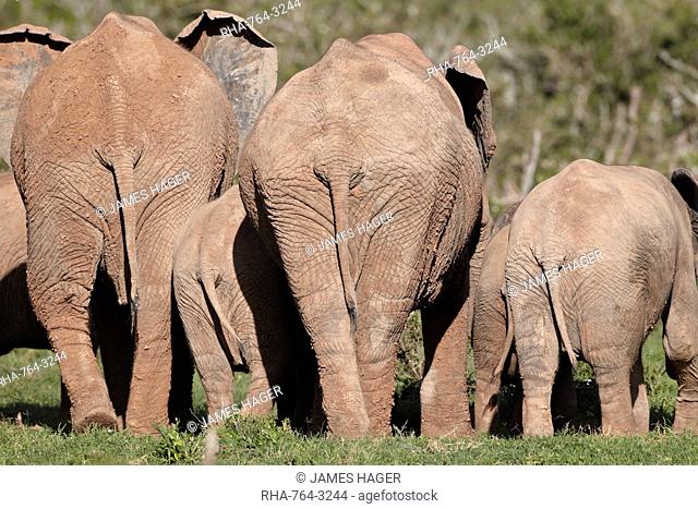 Group of African elephant Loxodonta africana from the rear, Addo Elephant National Park, South Africa, Africa