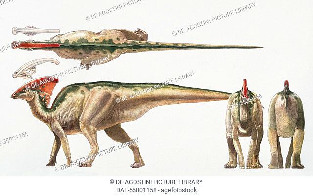 Parasaurolophus sp, Hadrosauridae, Late Cretaceous. Artwork by James Robins