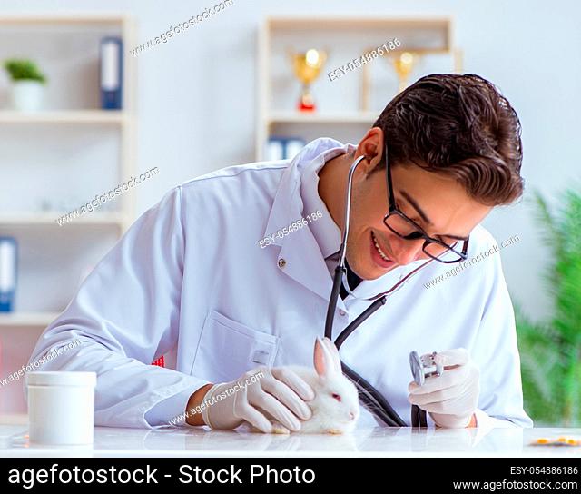 The vet doctor examining rabbit in pet hospital