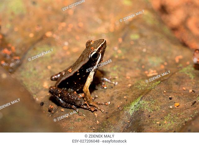 Beautiful small endemic frog brown mantella (Mantidactylus melanopleura) is a species of frog in the Mantellidae family. Masoala National Park