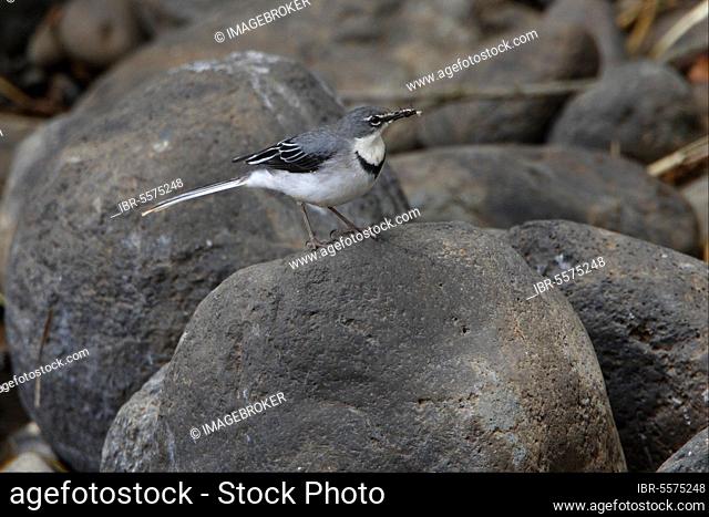Mountain wagtail (Motacilla clara), Long-tailed wagtails, Songbirds, Animals, Birds, Mountain wagtail adult, standing on rock, with food in beak, Ethiopia