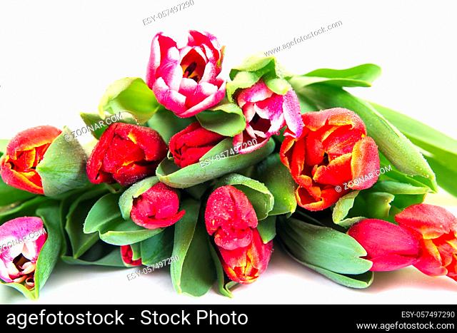 Many beautiful bright tulips with green leaves isolated on white