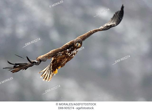 White-tailed Eagle (Haliaeetus albicilla) immature