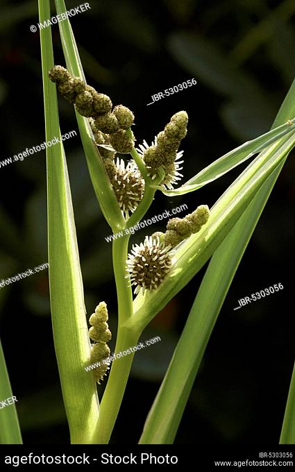 Branched Bur-reed (Sparganium erectum), North Rhine-Westphalia, Germany, Europe
